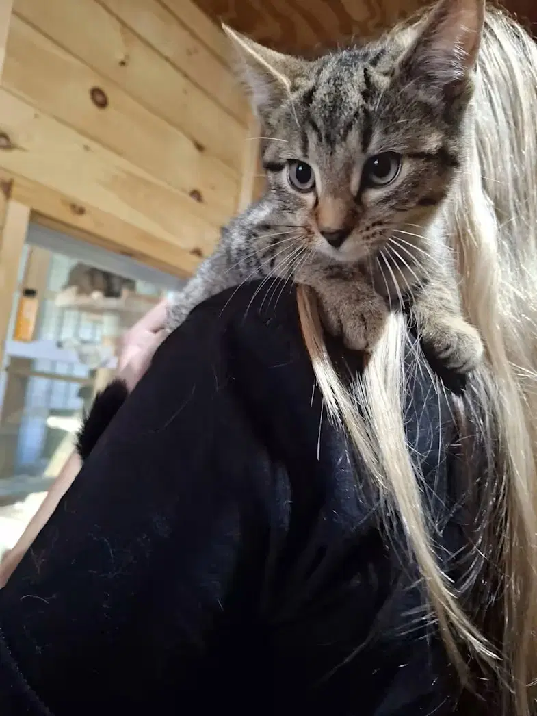 Crackerjack - Domestic Short Hair