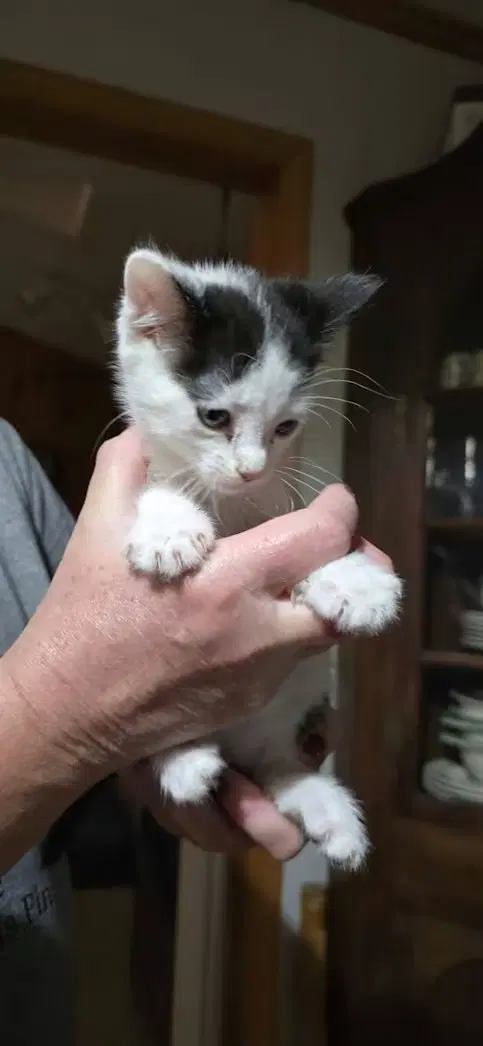 Gru - Domestic Short Hair