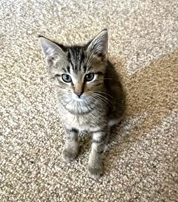 Teton image 3