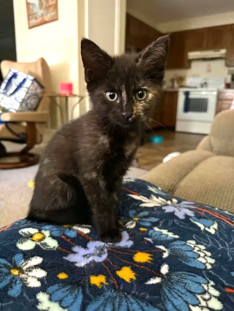 Katmai - Domestic Short Hair