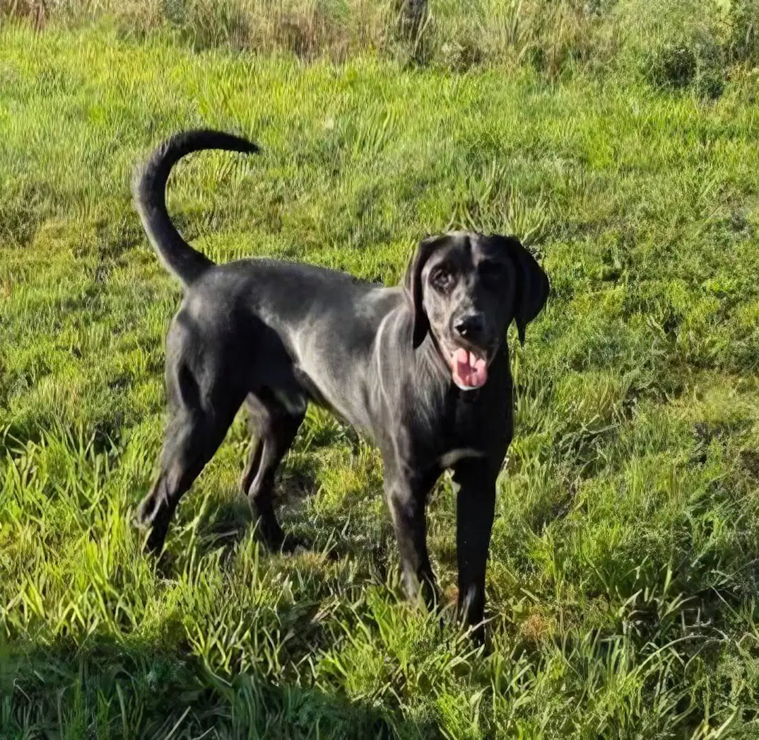 Blackjack - Labrador Retriever