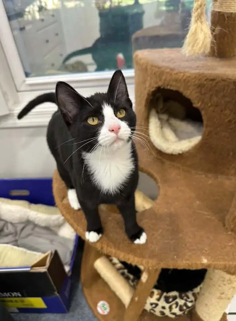 Pond - Domestic Short Hair