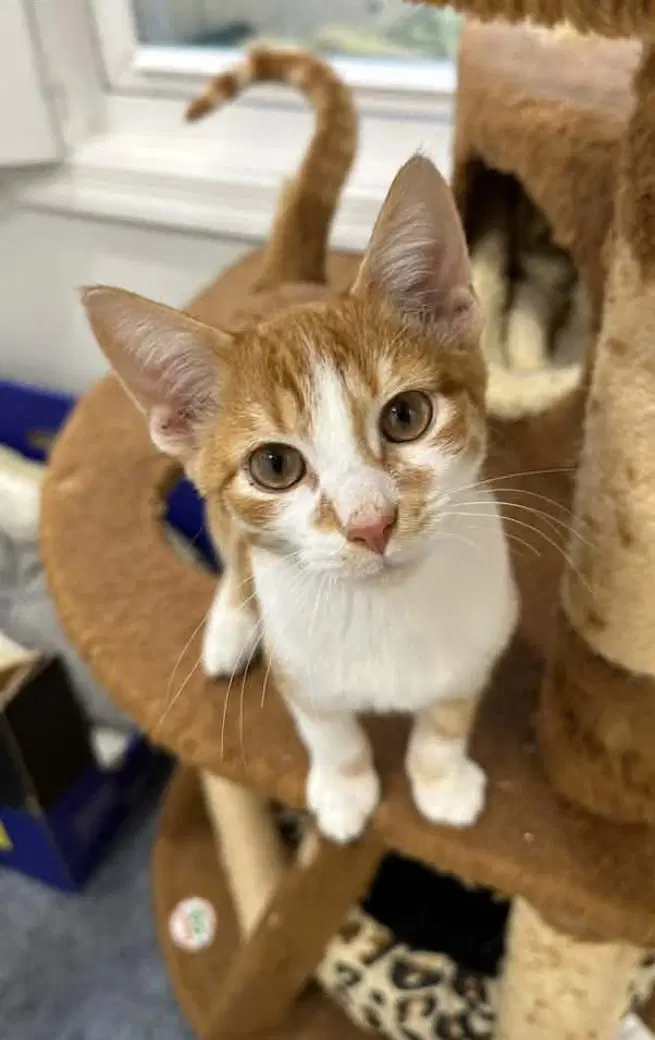 Ocean - Domestic Short Hair