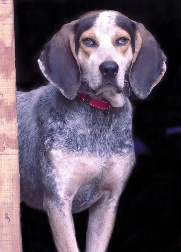 Hooch - Sponsored - Bluetick Coonhound