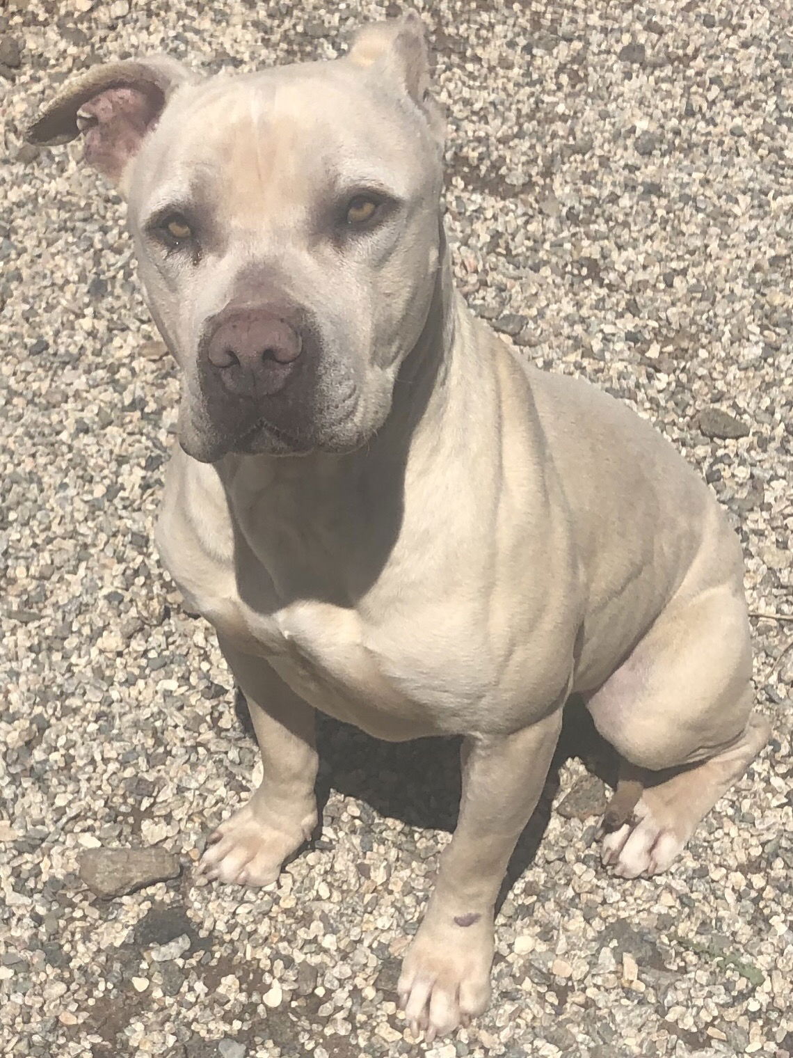 adoptable Dog in Acton, CA named Prince