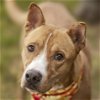 adoptable Dog in rosenberg, TX named RAULIE