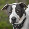 adoptable Dog in rosenberg, TX named DAWSON