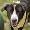 adoptable Dog in rosenberg, TX named DOMINO