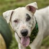 adoptable Dog in rosenberg, TX named DRAKE