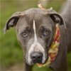 adoptable Dog in rosenberg, TX named BRUTUS