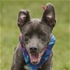 adoptable Dog in rosenberg, TX named ROUX