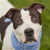 adoptable Dog in  named LANCE