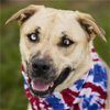 adoptable Dog in rosenberg, TX named COMET