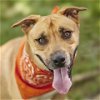 adoptable Dog in rosenberg, TX named TUCKER
