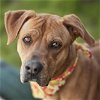 adoptable Dog in rosenberg, TX named SADIE