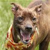 adoptable Dog in rosenberg, TX named BERRY