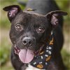 adoptable Dog in rosenberg, TX named BENEDICT