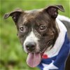 adoptable Dog in rosenberg, TX named CEASAR