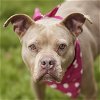 adoptable Dog in rosenberg, TX named TUTU
