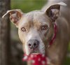 adoptable Dog in rosenberg, TX named CLARA