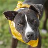 adoptable Dog in rosenberg, TX named BANKSY