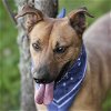 adoptable Dog in rosenberg, TX named CLAY