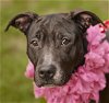 adoptable Dog in rosenberg, TX named SANJAYA