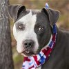adoptable Dog in rosenberg, TX named BUCKY