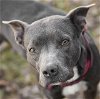 adoptable Dog in  named BREEZE