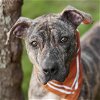 adoptable Dog in rosenberg, TX named VALIENTE