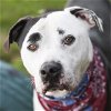 adoptable Dog in rosenberg, TX named BRUISER