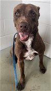 adoptable Dog in rosenberg, TX named BASHFUL