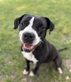 adoptable Dog in  named CALLIOPE