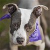 adoptable Dog in rosenberg, TX named DUKE