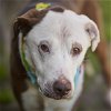 adoptable Dog in rosenberg, TX named BUCK