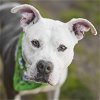 adoptable Dog in rosenberg, TX named CAIN
