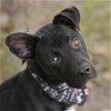 adoptable Dog in rosenberg, TX named TITAN