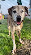 adoptable Dog in rosenberg, TX named BRUNO