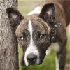 adoptable Dog in rosenberg, TX named BUMBLEBEE