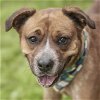 adoptable Dog in rosenberg, TX named ROCKY