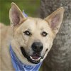 adoptable Dog in rosenberg, TX named BROCK