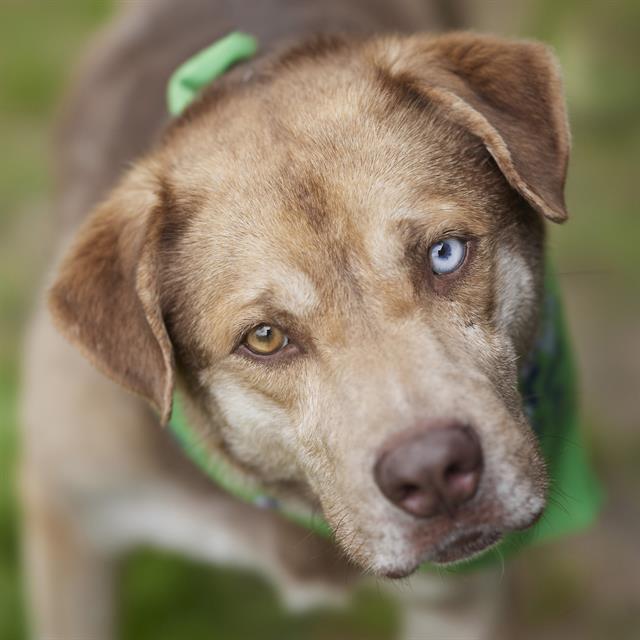 adoptable Dog in Rosenberg, TX named RUSSELL