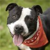 adoptable Dog in rosenberg, TX named BALOO