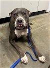 adoptable Dog in rosenberg, TX named CHIKA