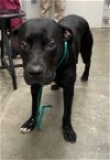 adoptable Dog in rosenberg, TX named CJ