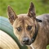 adoptable Dog in rosenberg, TX named POLARIS