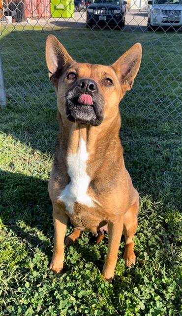 adoptable Dog in Rosenberg, TX named LIBERTY