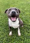 adoptable Dog in Rosenberg, TX named JUPITER