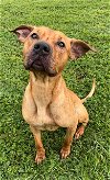 adoptable Dog in rosenberg, TX named DOZIER