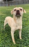 adoptable Dog in rosenberg, TX named VOLT
